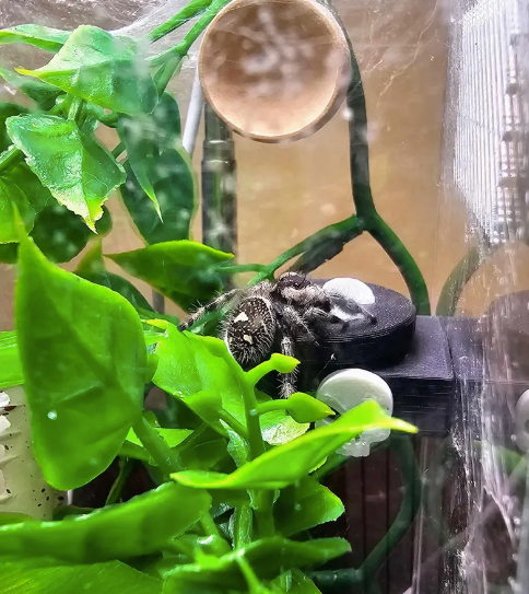 J-Pod - Jumping Spider Hydration Pod