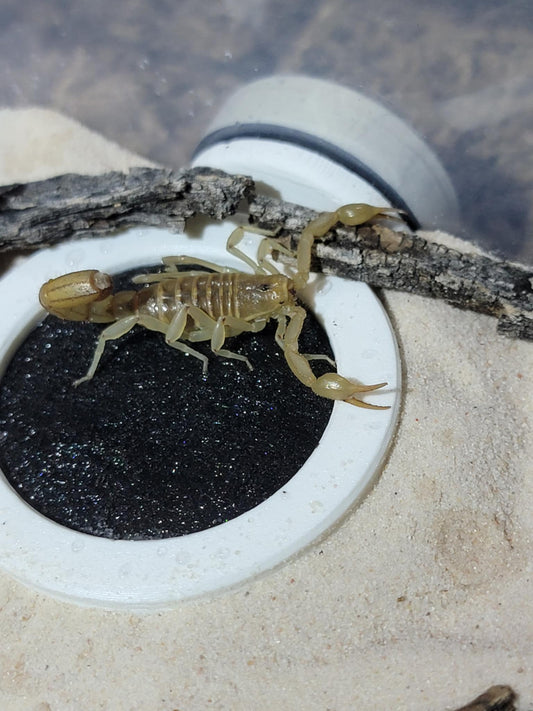 Dew-Pod invertebrate Wicking hydration pods