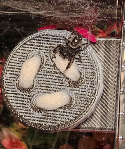 J-Pod - Jumping Spider Hydration Pod